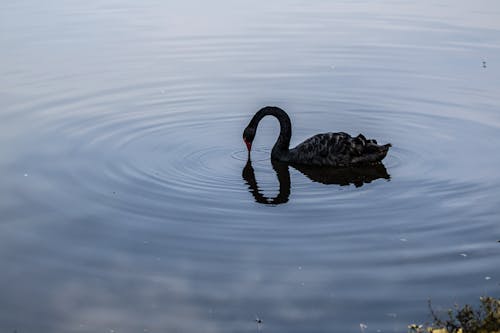 Free A Black Swan in a Lake Stock Photo