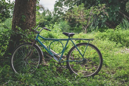 Fotobanka s bezplatnými fotkami na tému bicykel, kmeň stromu, príroda