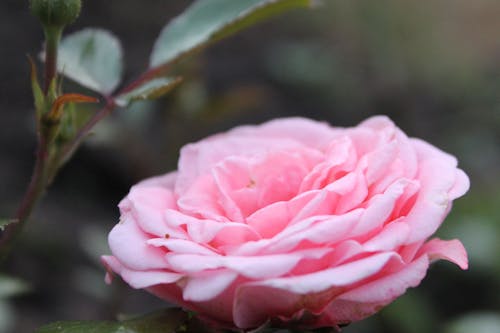 Free stock photo of flower, flowering, pink Stock Photo