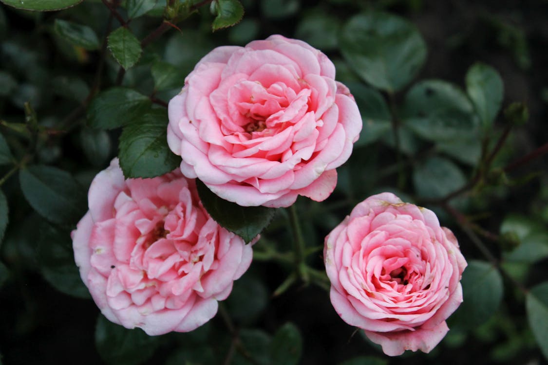Free Beautiful Garden Roses in Bloom Stock Photo