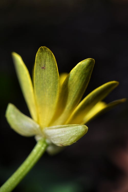 Kostnadsfri bild av blomfotografi, blomning, gul blomma