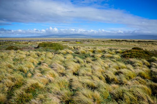 Gratis lagerfoto af Chile, græsarealer, himmel