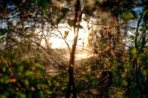 가벼운, 가지, 거미의 무료 스톡 사진