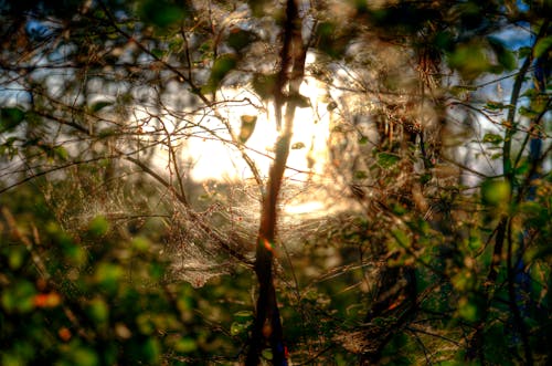 Fotos de stock gratuitas de al aire libre, amanecer, araña