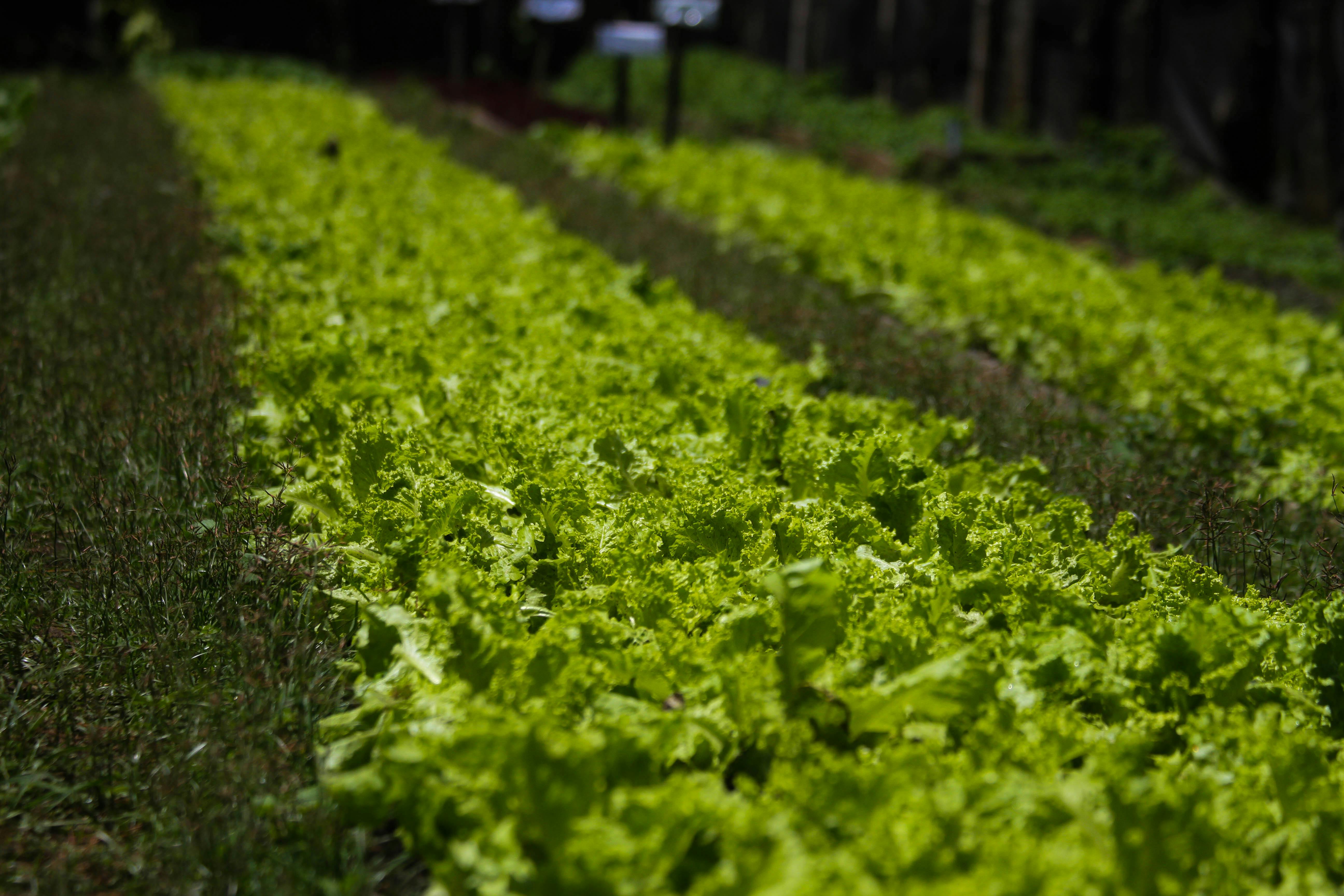 Lush rows of vibrant green lettuce growing on a farm in Juayua, El Salvador.