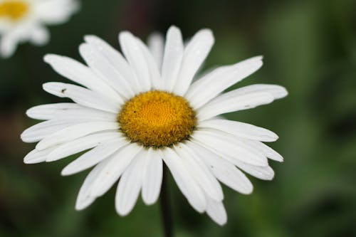 A Beautiful Daisy Flower