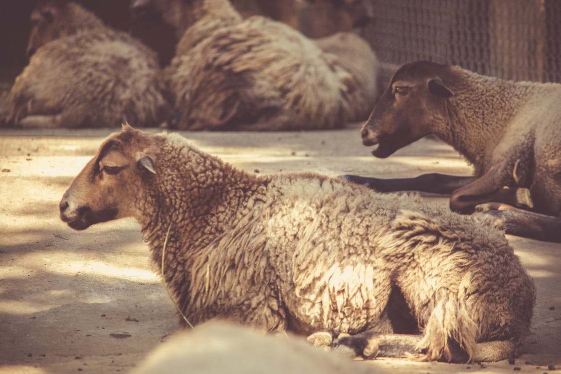 Безкоштовне стокове фото на тему «вівці, вівця, вовна»
