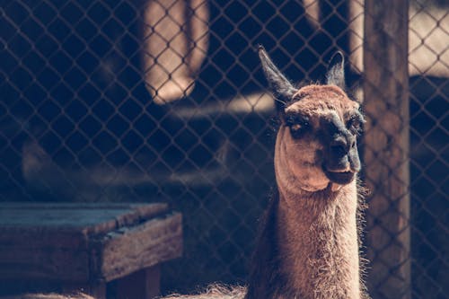 Shallow Focus Photography of Brown and Black Animal