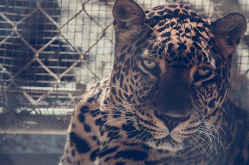 Brown Leopard on Chain Link Fence