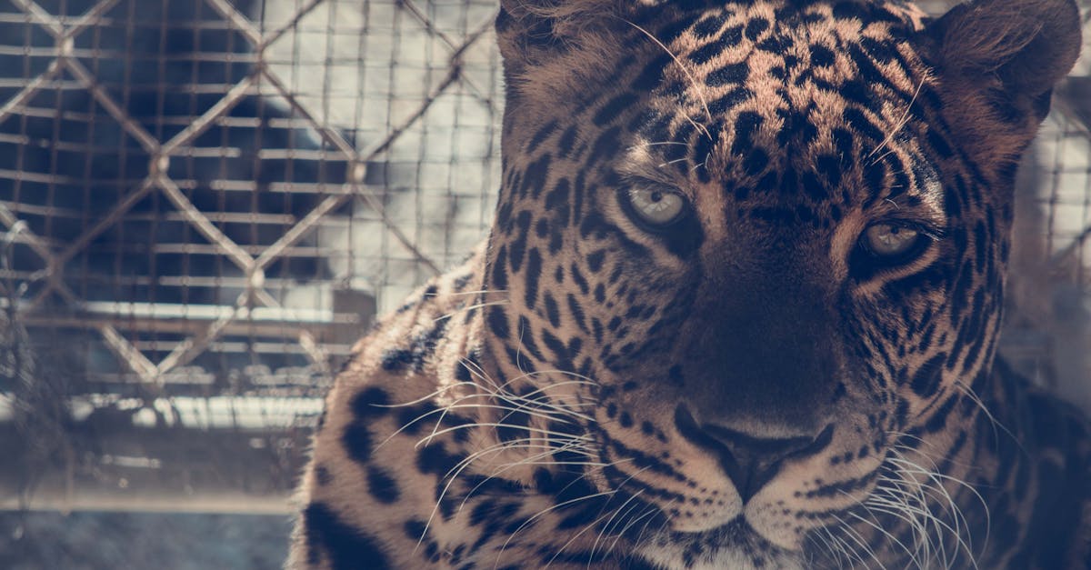 How big do chinchilla cages need to be