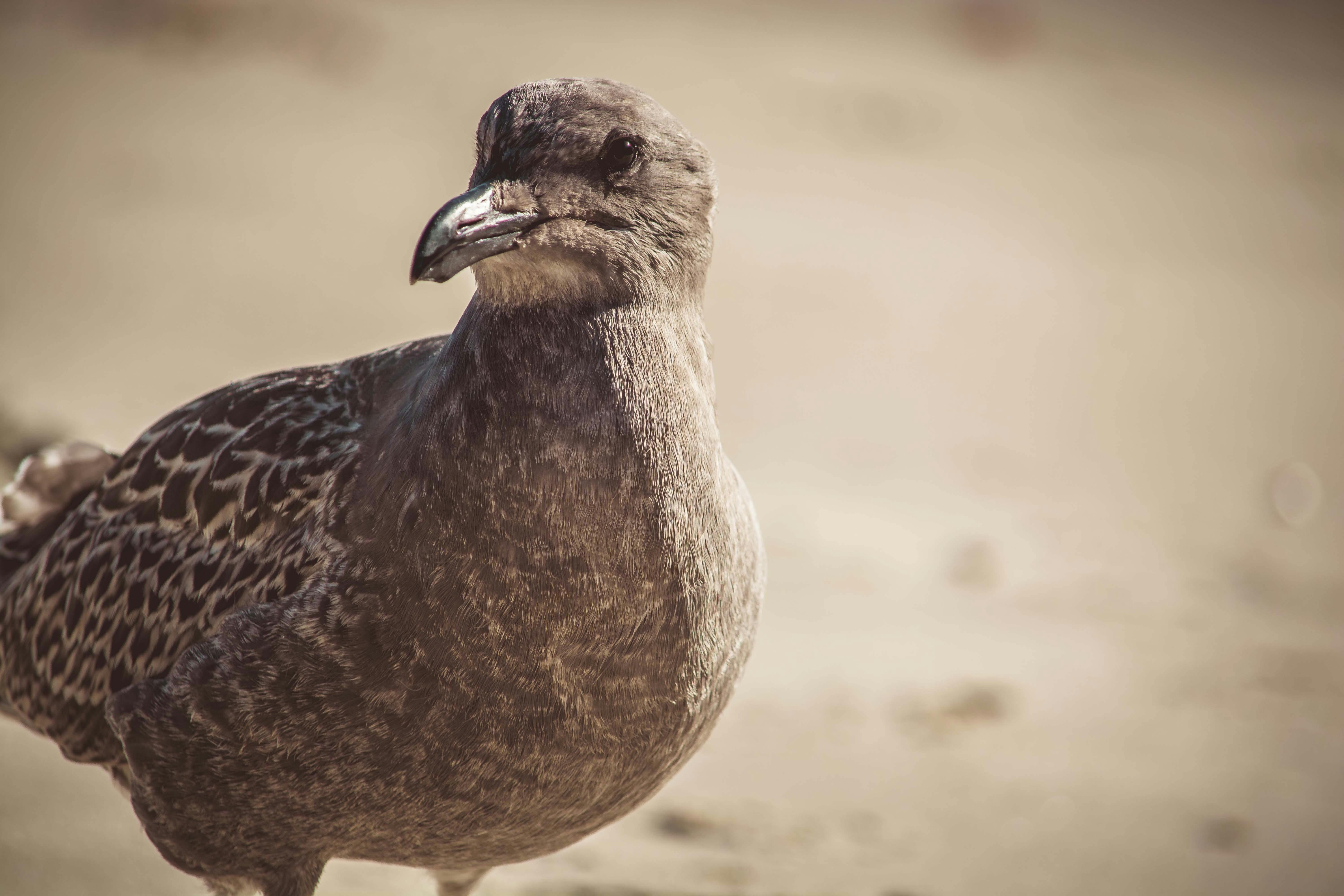 Close-up Photography of a Bird