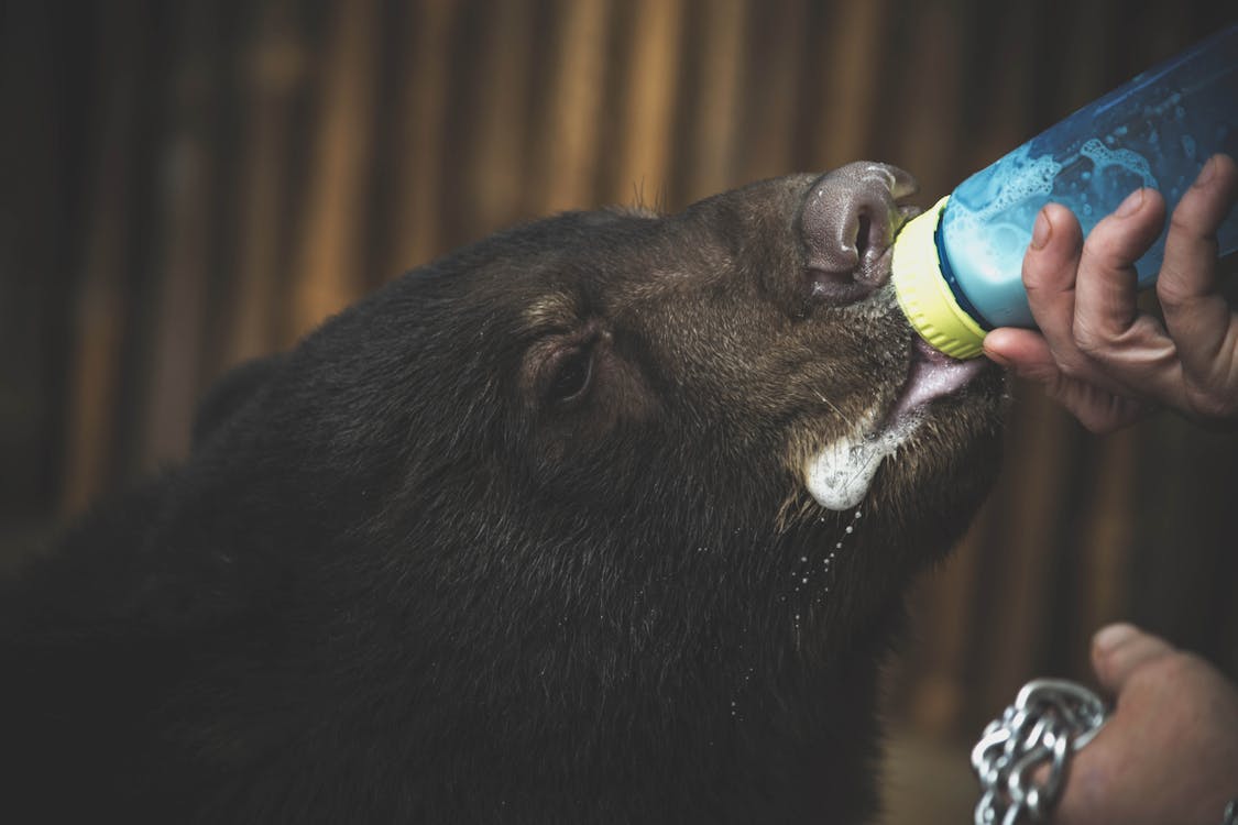 Close Up Photo of Boar Drinking Milk