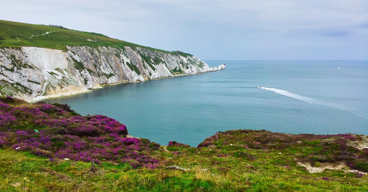 Stunning coastal landscape featuring the iconic Needles on the Isle of Wight with vibrant pink heather in the foreground.