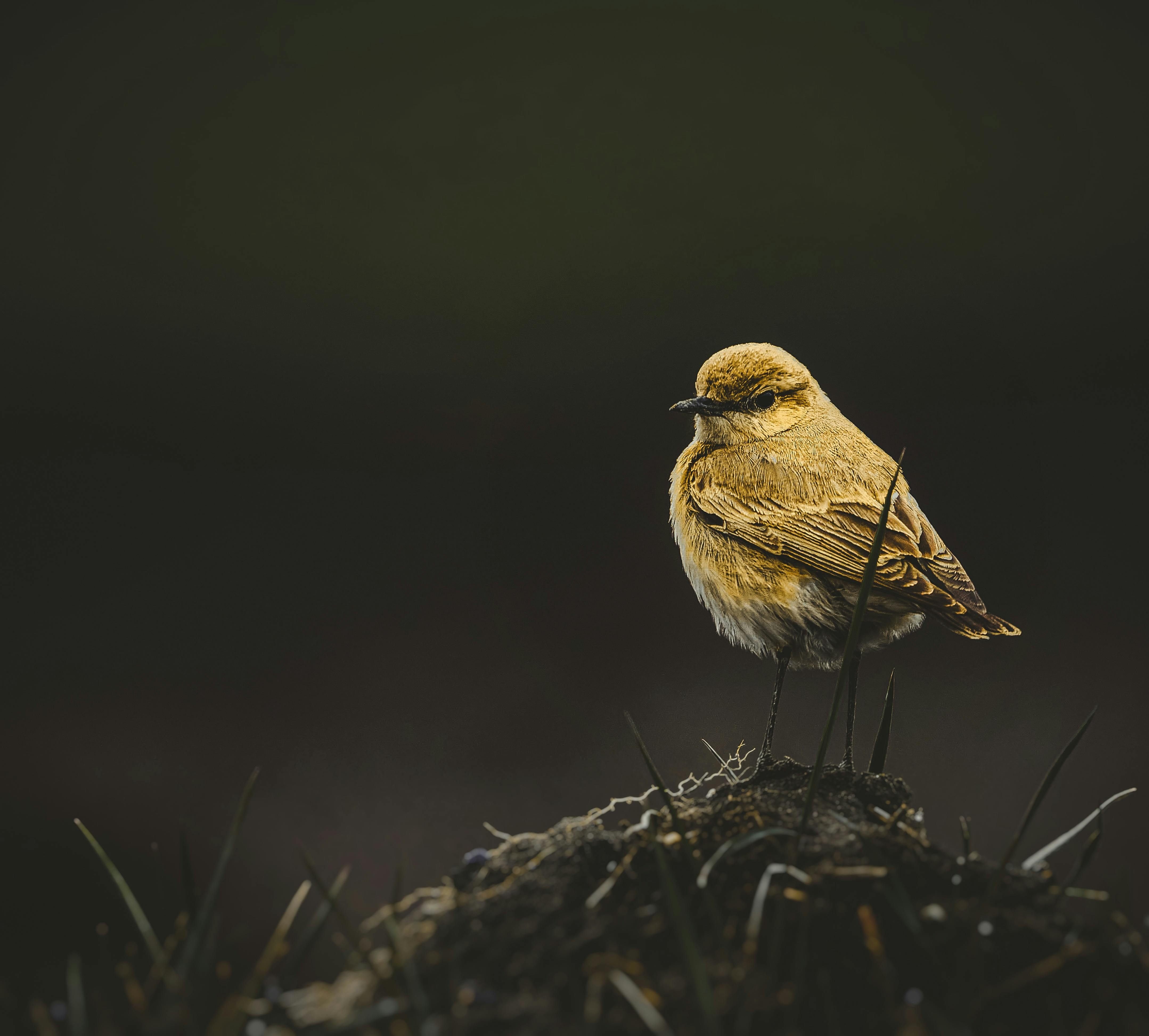 Bird feeder types explained — practical guide overview
