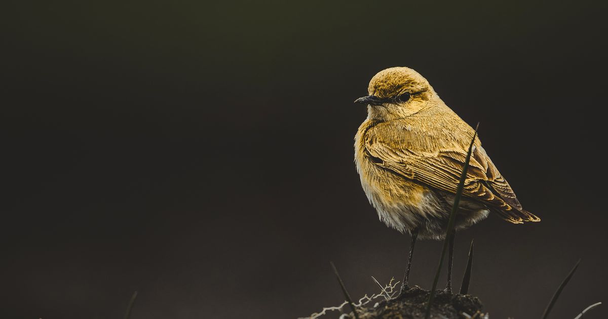 Bird feeder types explained β practical guide overview
