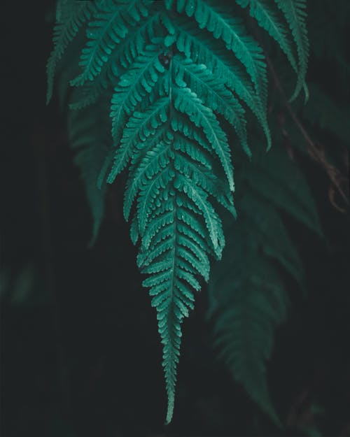 Gratis stockfoto met bladeren, detailopname, groen
