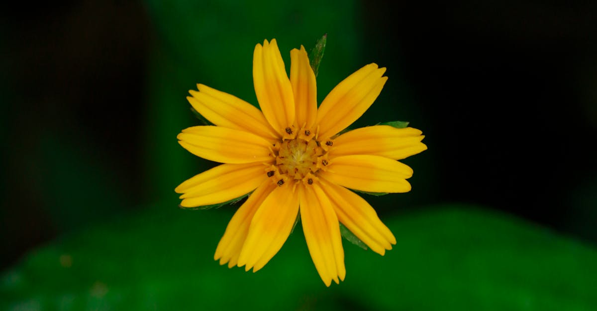 Macro Shot Photography of Yellow Flowers