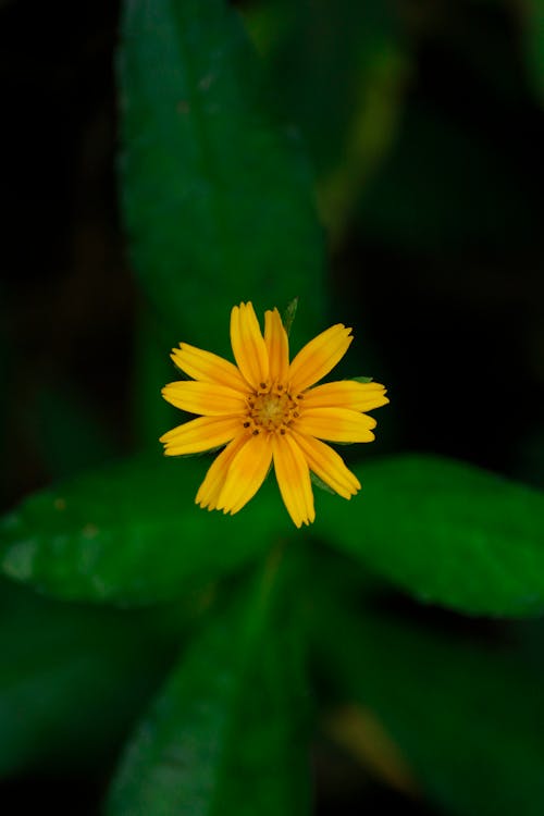 Macro Shot Photography of Yellow Flowers