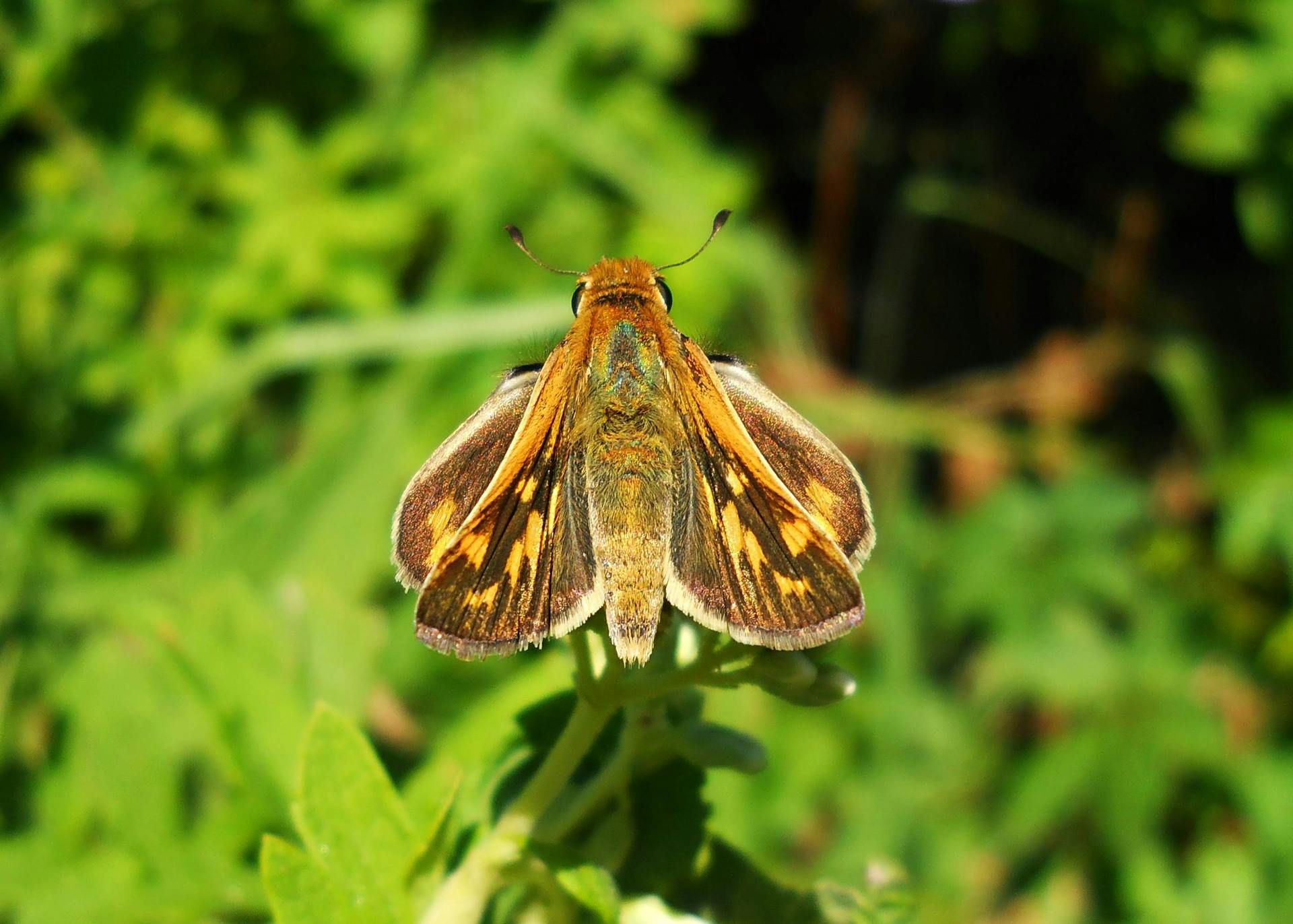 A close-up of a butterfly with detailed wings resting on lush green foliage in Buenos Aires.