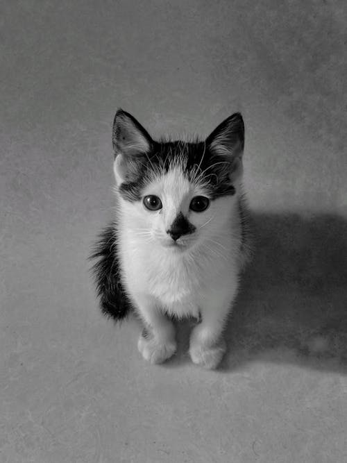 Free Grayscale Photo of a Kitten Sitting on the Floor Stock Photo