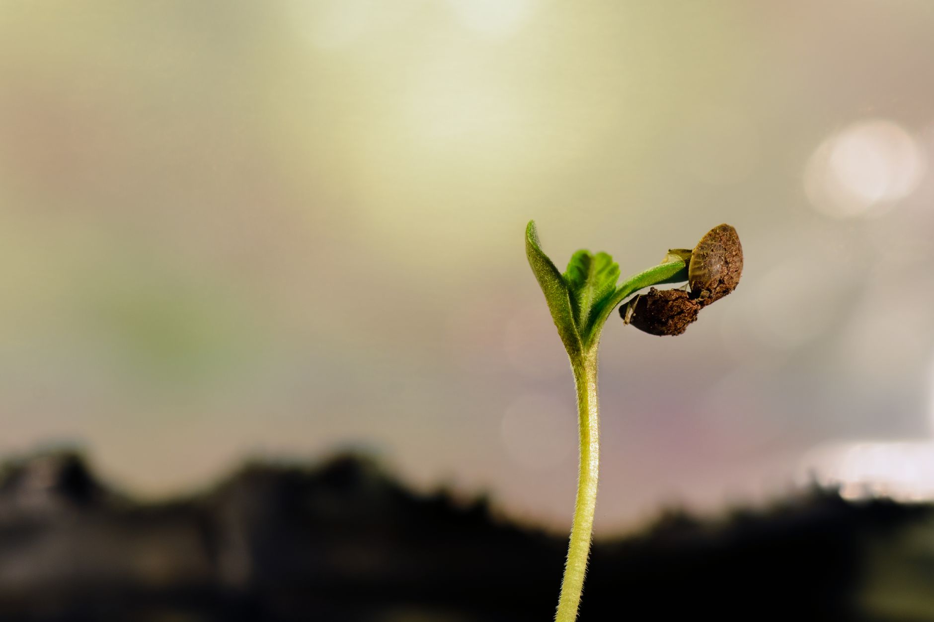 Timing: When to Supercrop for Maximum Cola Development