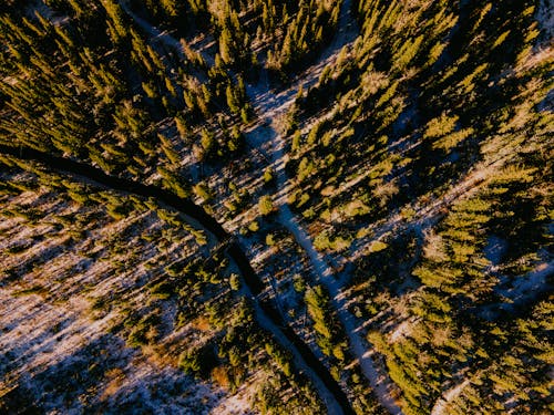 Základová fotografie zdarma na téma les, letecká fotografie, pohled shora