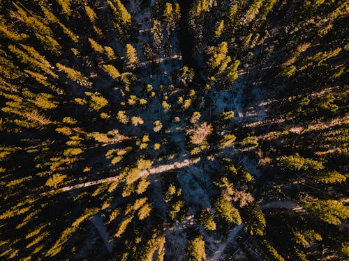 Aerial View of Trees in the Forest