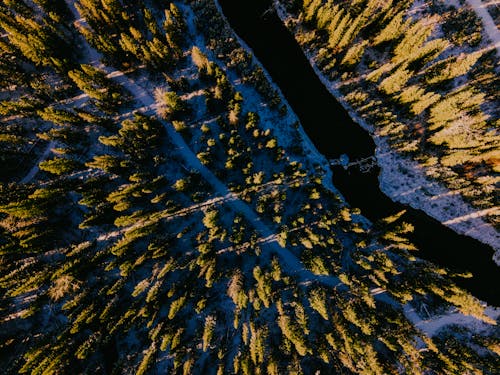 Aerial View of Trees in the Forest