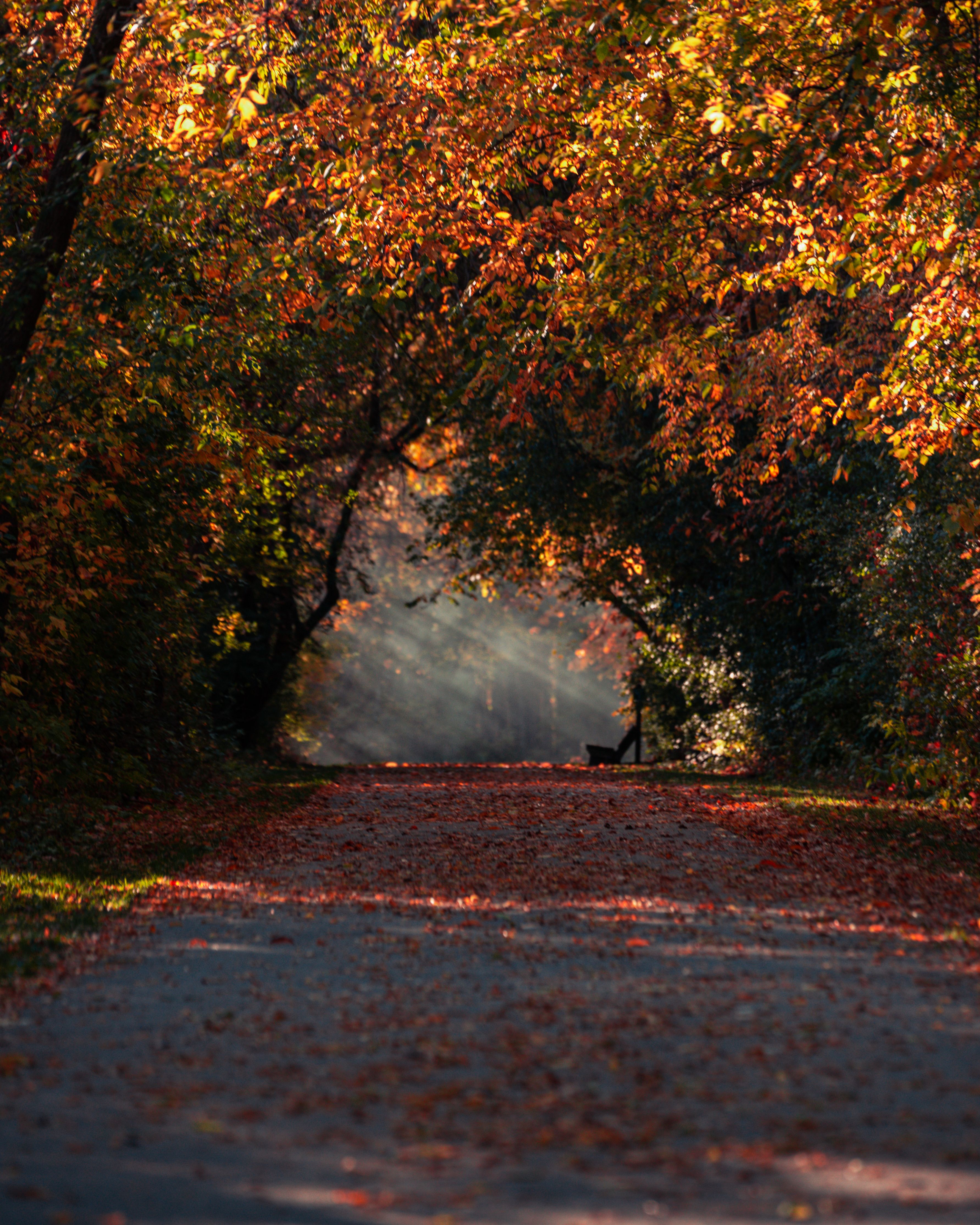 Autumn leaves along a sunlit walking path