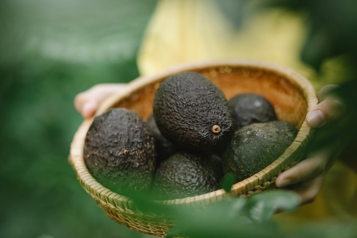 Avocados for Heart Health: The Delicious Superfood Your Cardiovascular System Craves