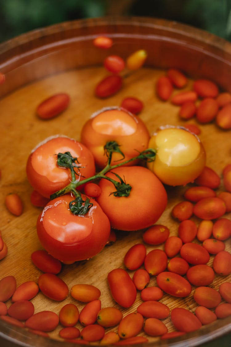 Fresh Tomatoes In Wooden Water Bowl In Garden