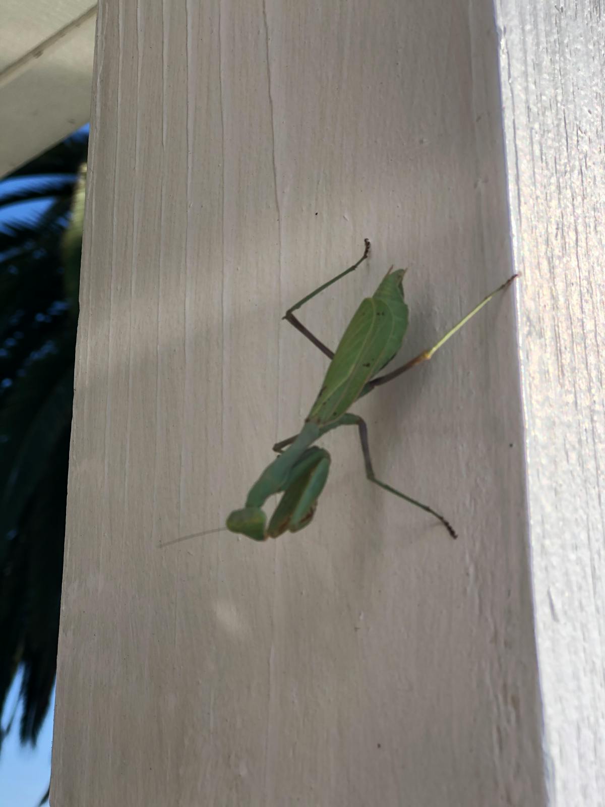 Bed Bug Prevention for Westchester Apartments and Co-ops