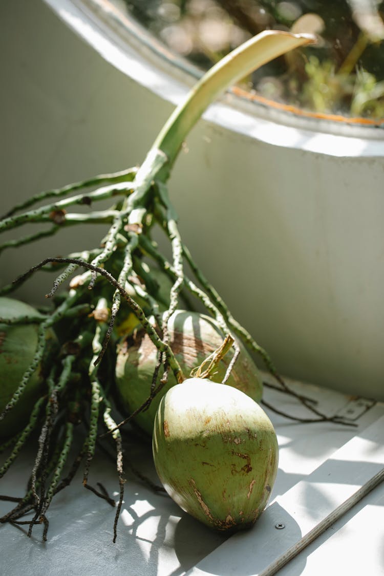 Exotic Coconut On Green Branch Near Round Window