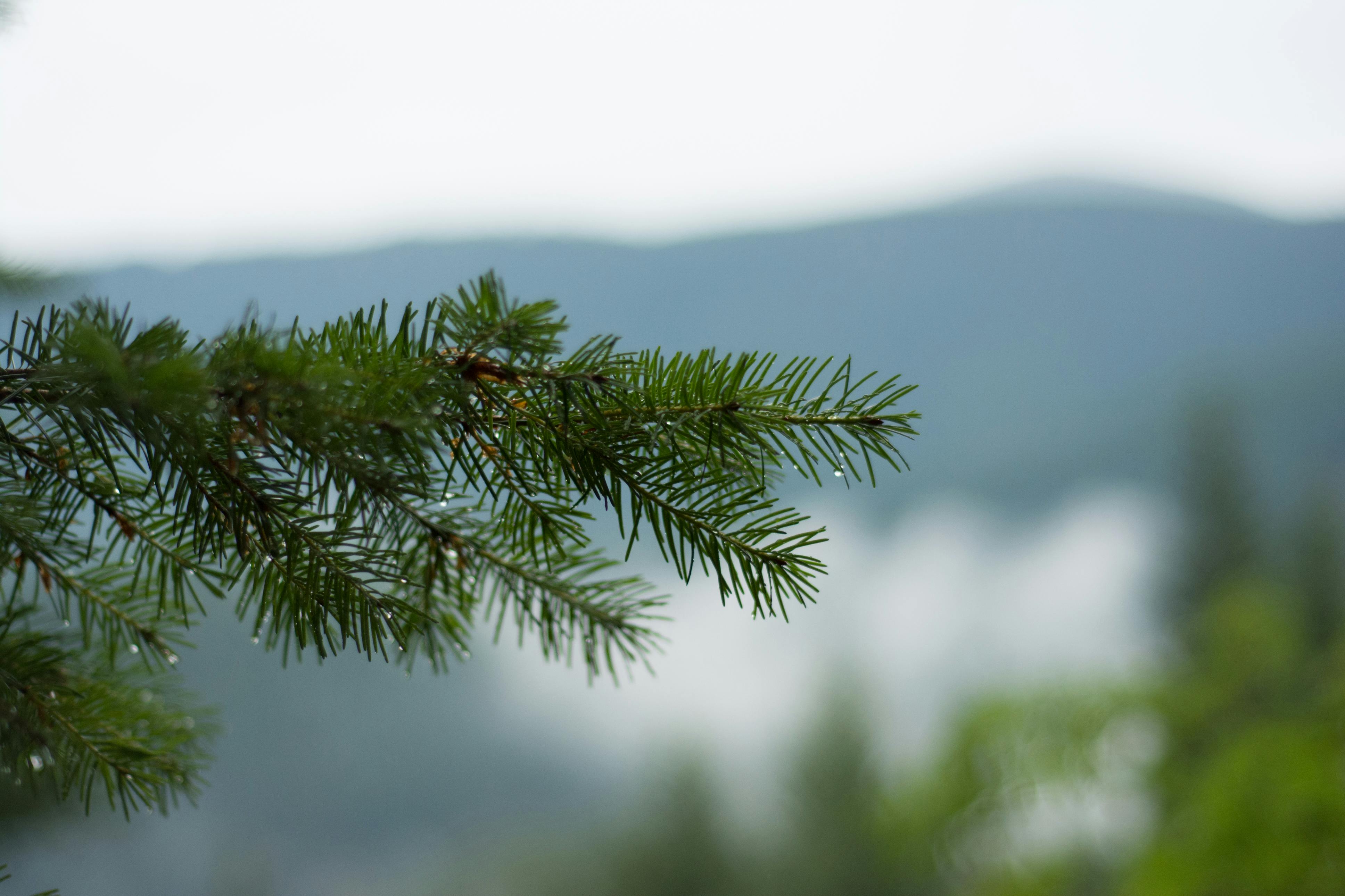 Free stock photo of branch, pine, tree