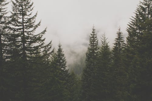Free stock photo of foggy, foggy forest, forest
