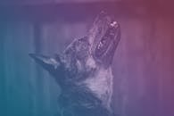 一张风格化图像，展示了一只嚎叫的狗，并使用了彩色渐变滤镜