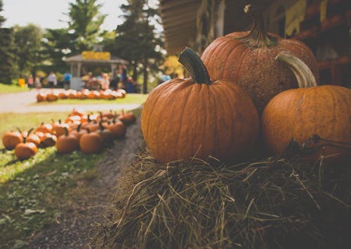 Selective Focus Photography of Pumpkins