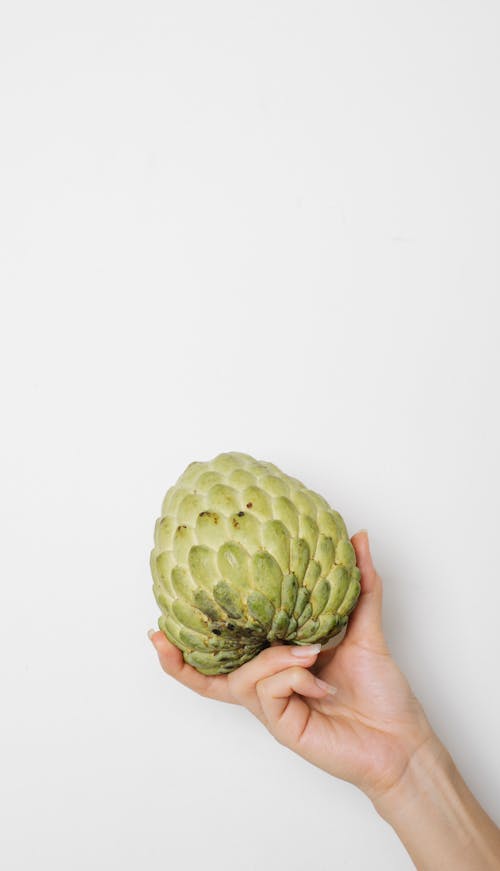 Crop anonymous female demonstrating uncut healthy fresh fruit of annona on white background