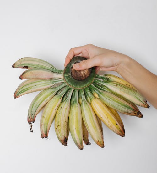 From above of crop anonymous person demonstrating big hand of mini bananas on white background