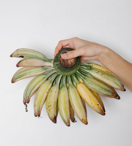 Free From above of crop anonymous person demonstrating big hand of mini bananas on white background Stock Photo