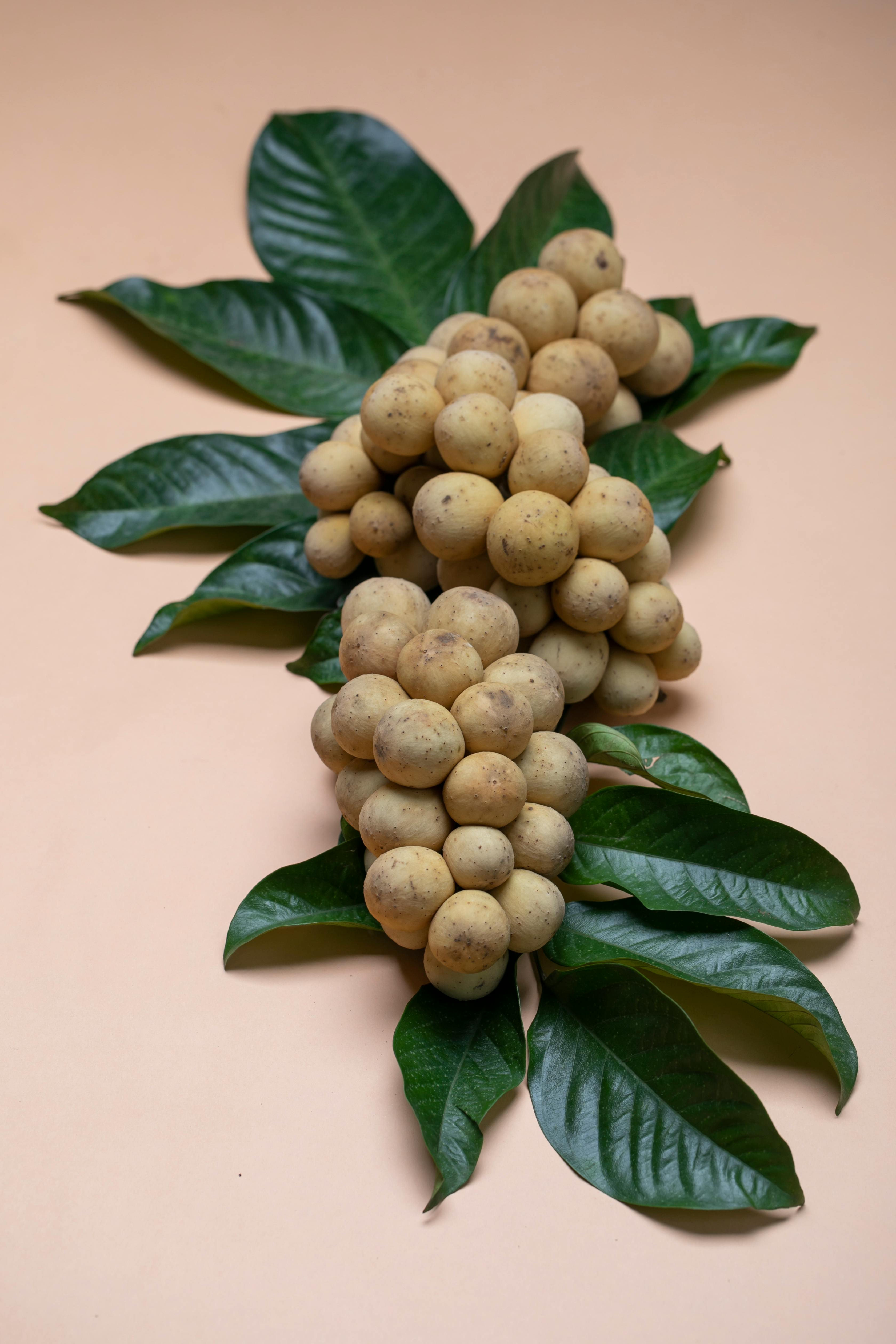 ripe tasty exotic longan bunch with green leaves on pink background