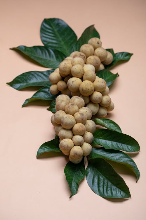 Free Ripe tasty exotic longan bunch with green leaves on pink background Stock Photo