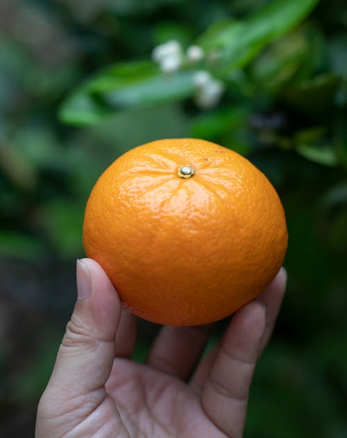 Crop unrecognizable man demonstrating fresh orange mandarin
