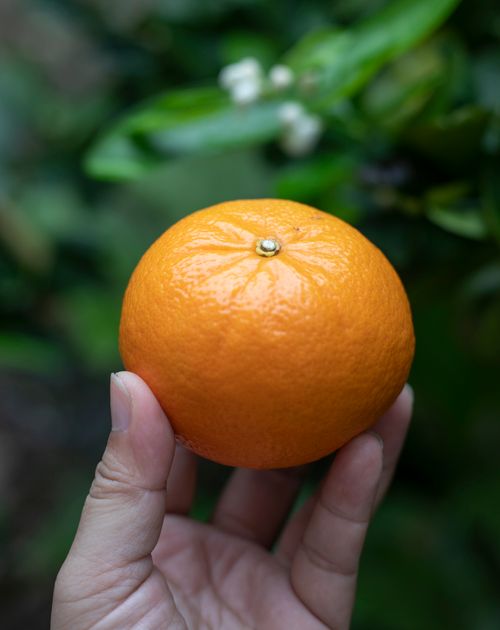 Free Crop faceless man demonstrating juicy fresh ripe orange mandarin against blurred green branches in garden outdoors Stock Photo