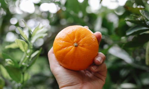 Unrecognizable crop person showing perfect ripe orange tangerine against green plants in garden in daylight