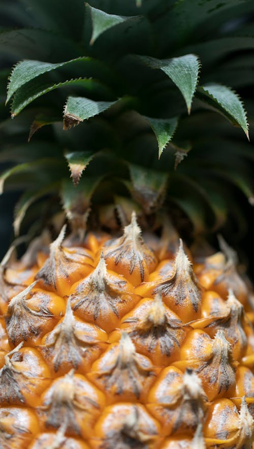 Closeup of exotic fresh ripe whole pineapple fruit with green leaves with dry ends