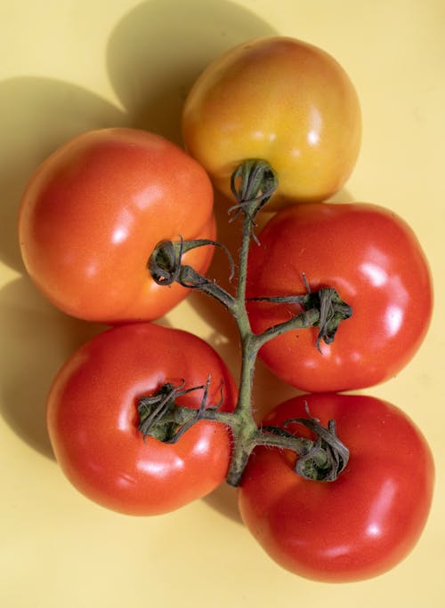 Top view composition of different fresh red and orange tomatoes with green branch with shadow placed on yellow background