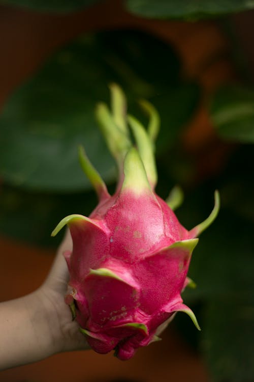 Kostenloses Stock Foto zu antioxidans, drachenfrucht, essensfotografie