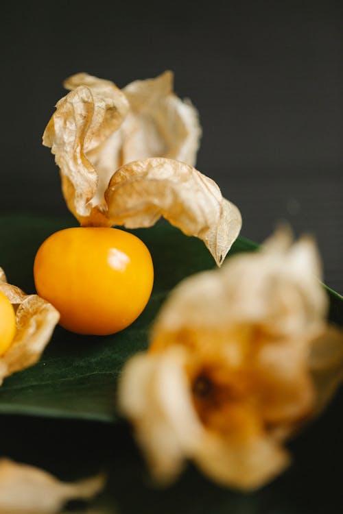 Fresh ripe amber sweet winter cherry with dry pale physalis flowers on table