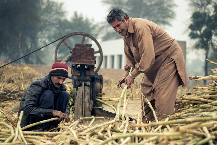 Farmers Holding Sugar Canes